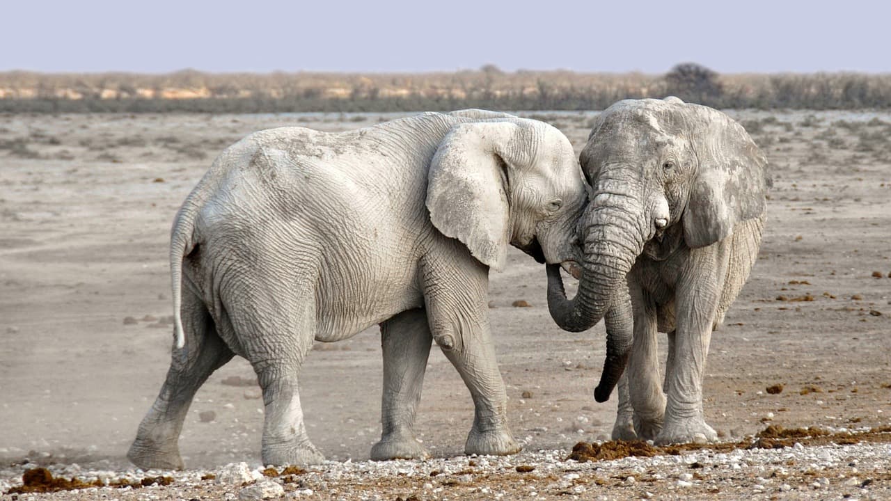 Go Extra Mile Safaris