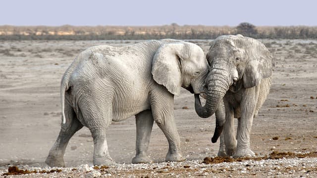 Go Extra Mile Safaris