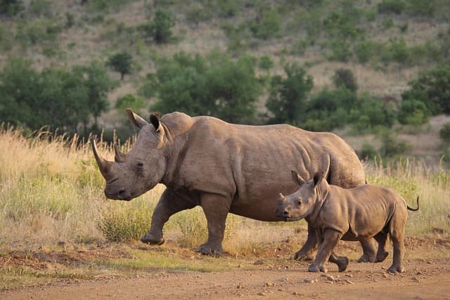 Safaris Partners