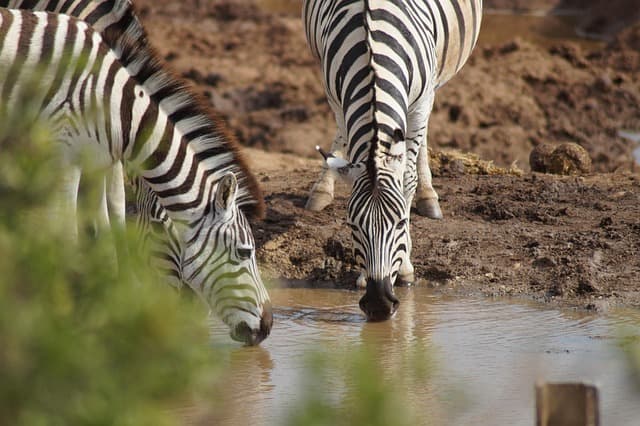 Tamiwai Adventure Tours & Safaris