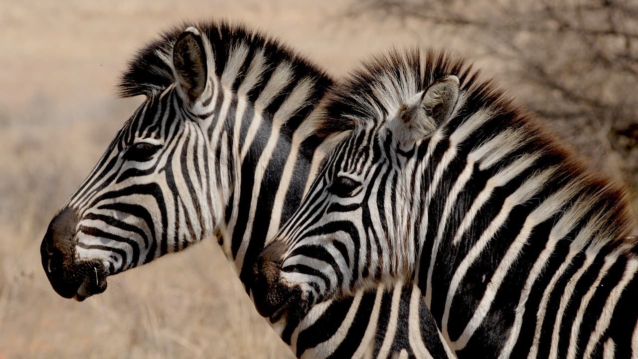 Nihapa Tours | Luxury Tanzania Safari Company
