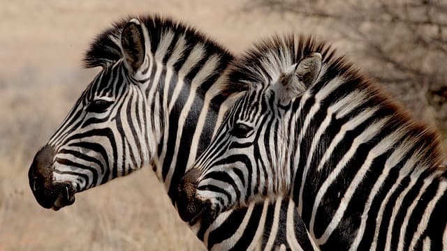 Nihapa Tours | Luxury Tanzania Safari Company